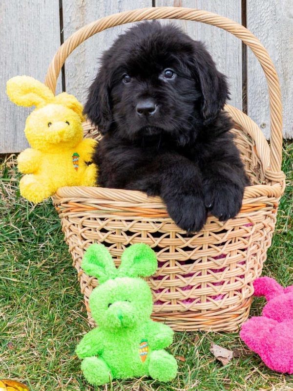 Newfoundland Puppies for sale