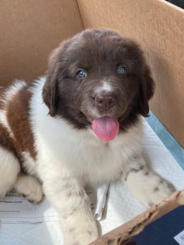 Newfoundland Puppies for sale