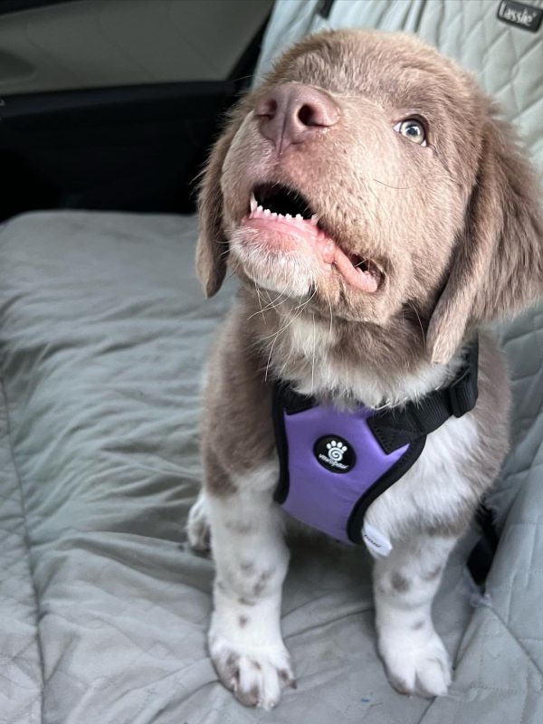 female Newfoundland Puppies