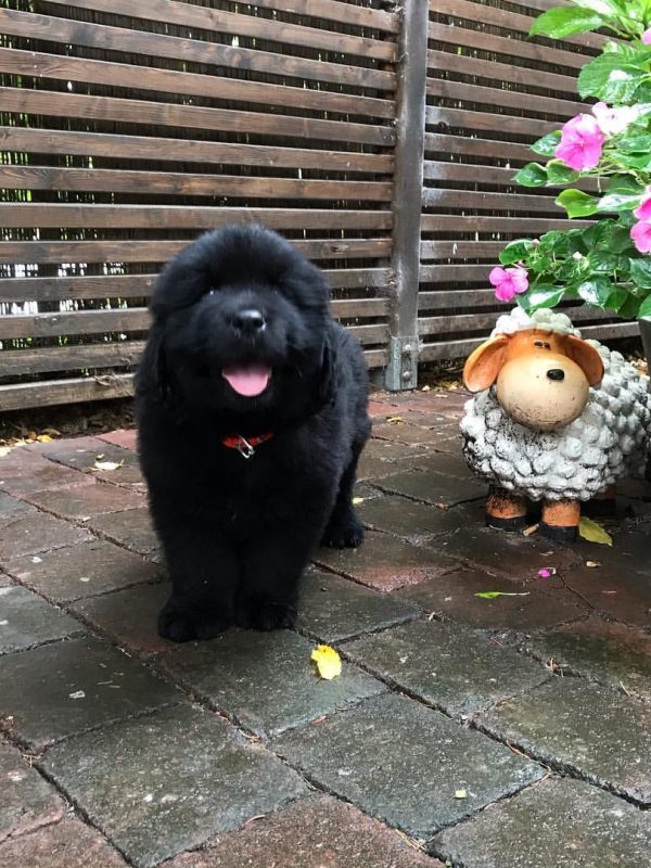 newfoundland puppies