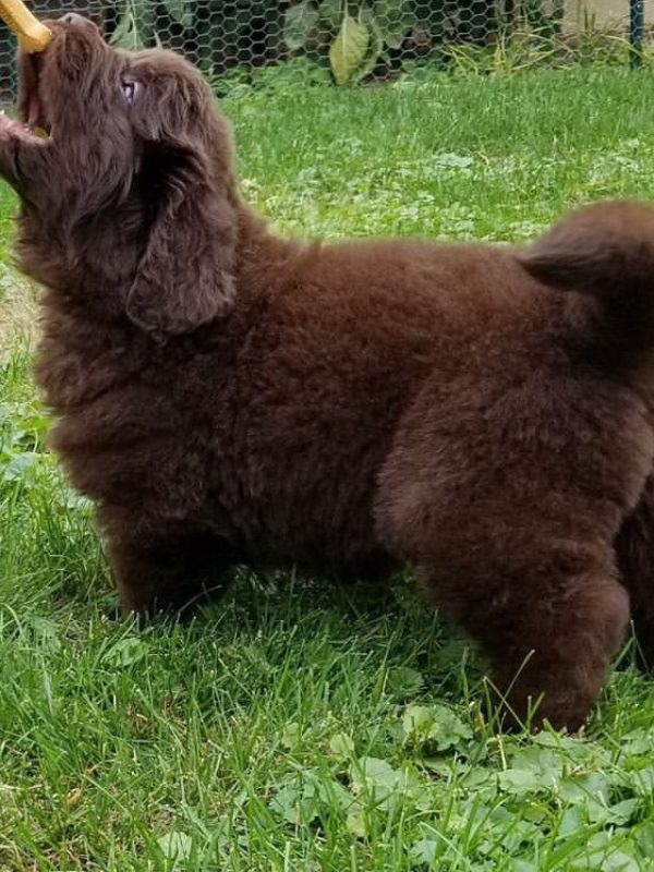 newfoundland puppy