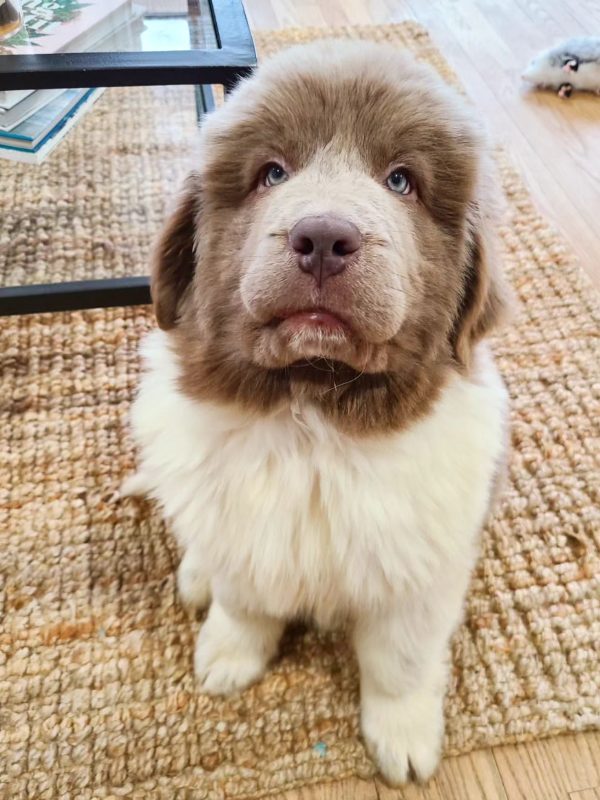 newfoundland puppy for sale near me