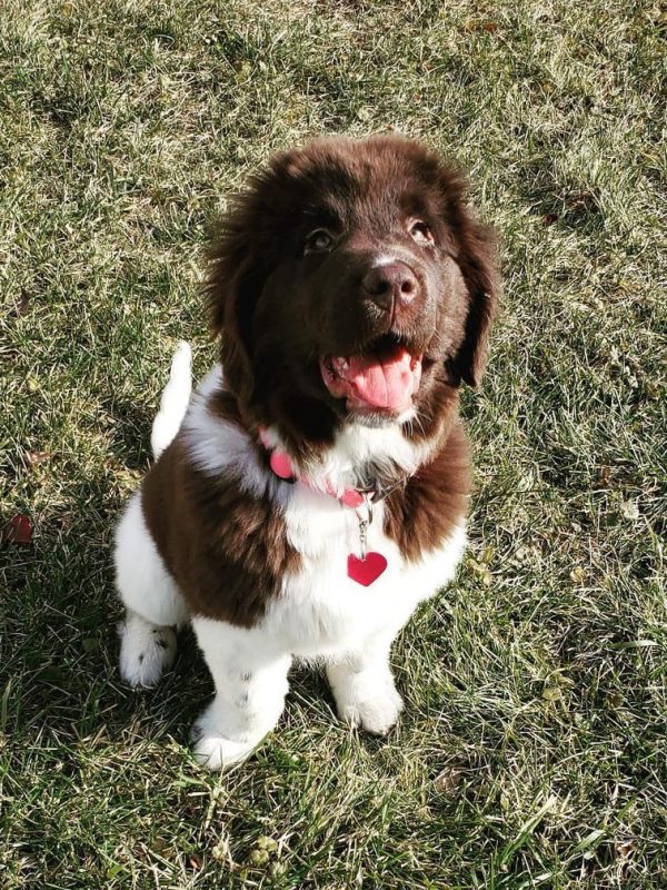 cheap newfoundland puppies